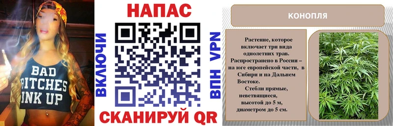 Конопля сатива Гаджиево